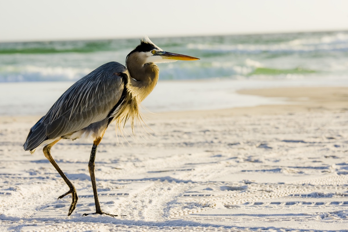 A Guide To Family Spring Break Guide In Panama City Beach - It's Lit PCB